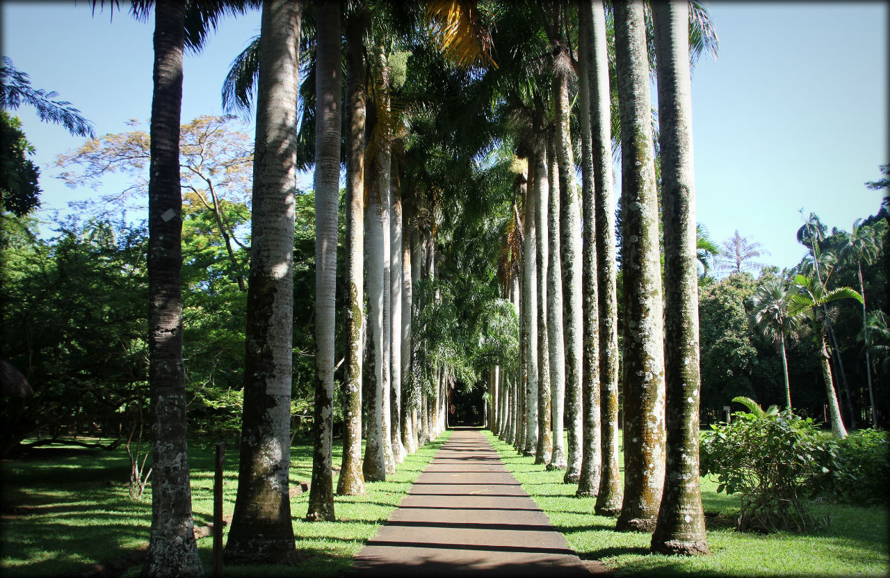 Ботанический сад Памплемус Памплемус, Маврикий