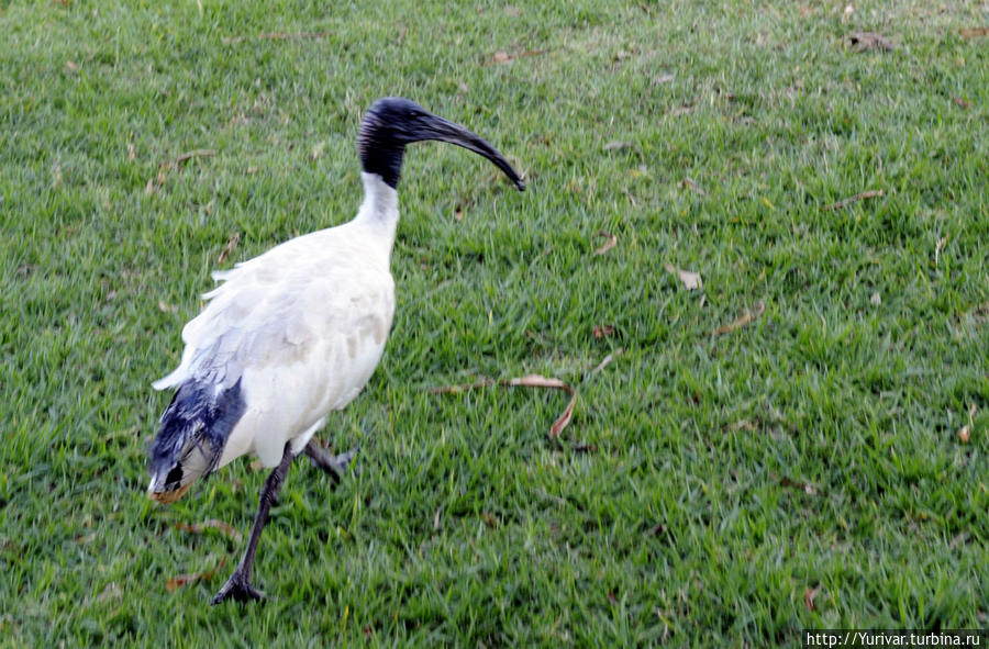 По паркам свободно расхаживают множество птиц и совсем не боятся человека Сидней, Австралия