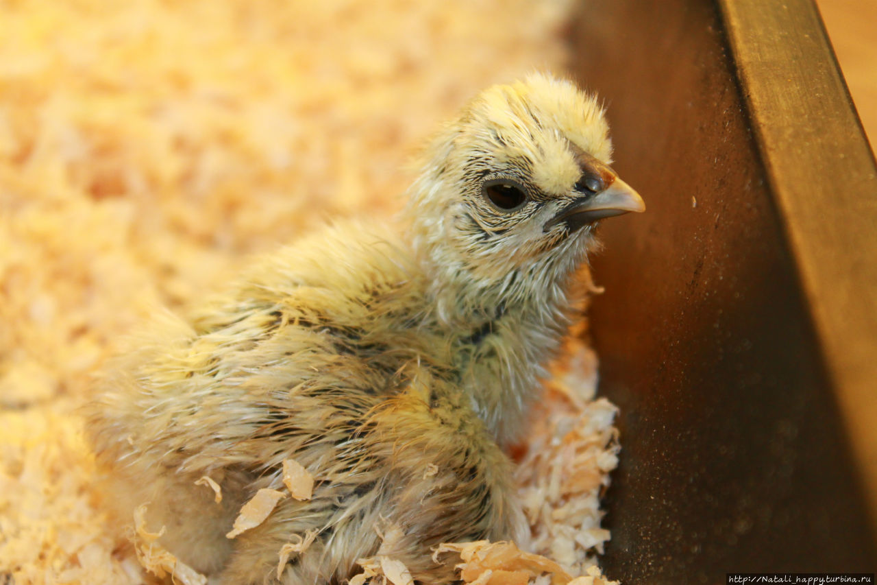 Не было печали... Не было печали...