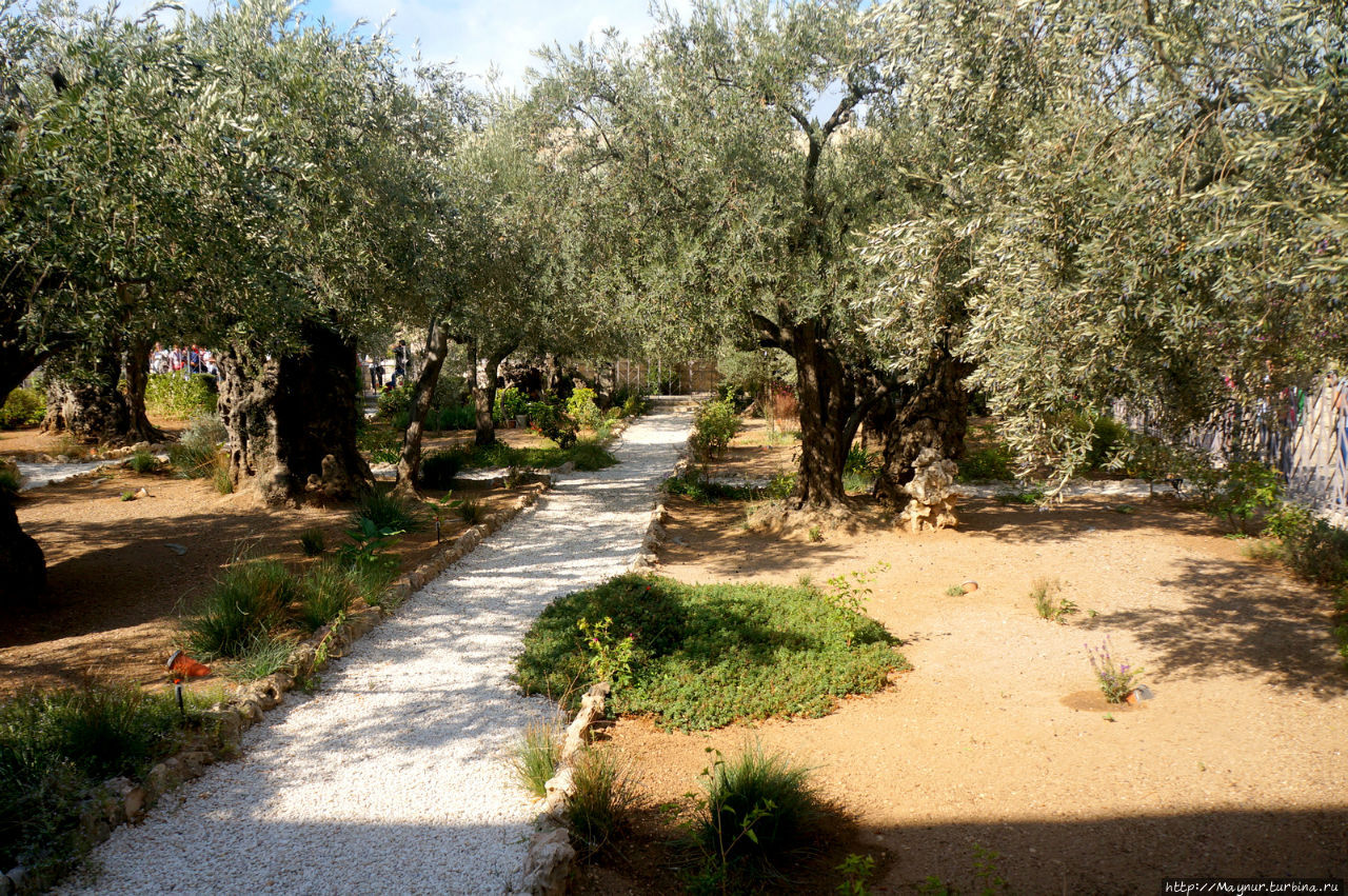 Гефсиманский  сад. Иерусалим, Израиль