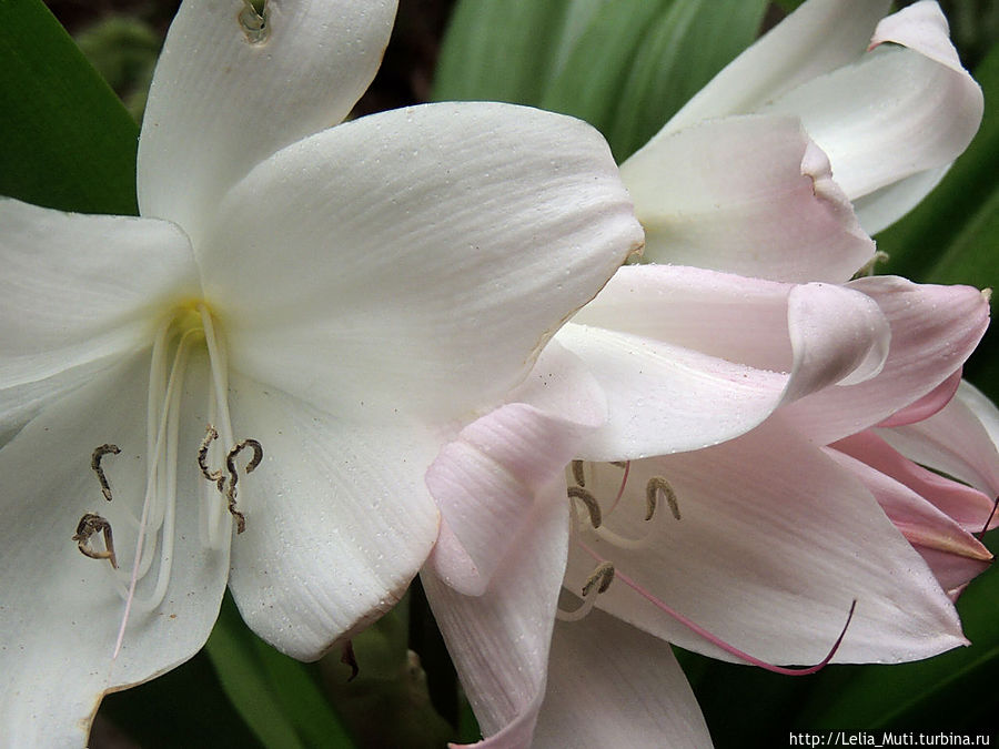 Цветочные сны... Фуншал, Португалия Цветочные сны... Фуншал, Португалия