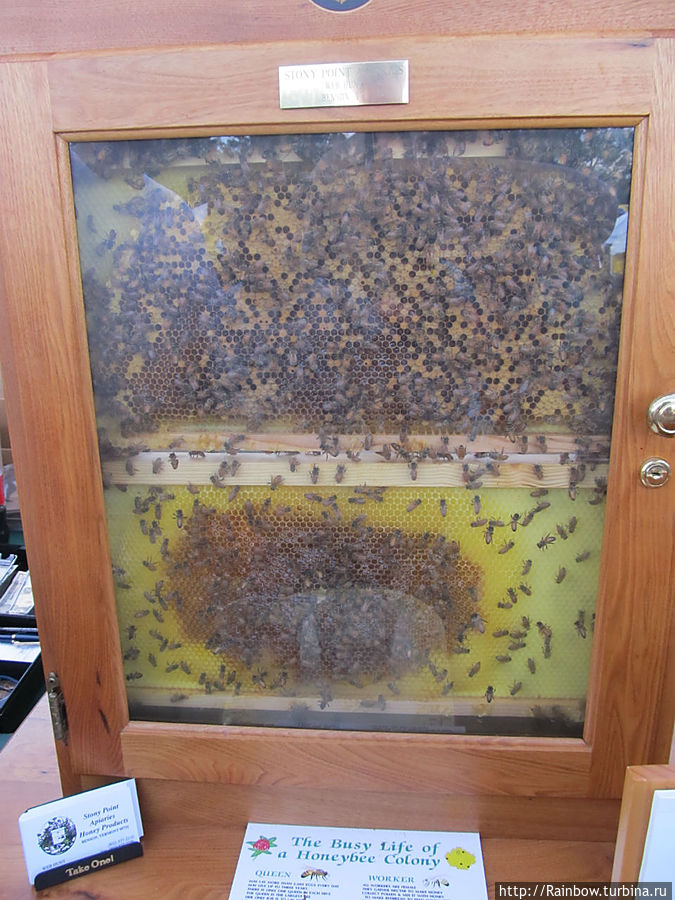 Пчёлки-трудяги Штат Вермонт, CША
