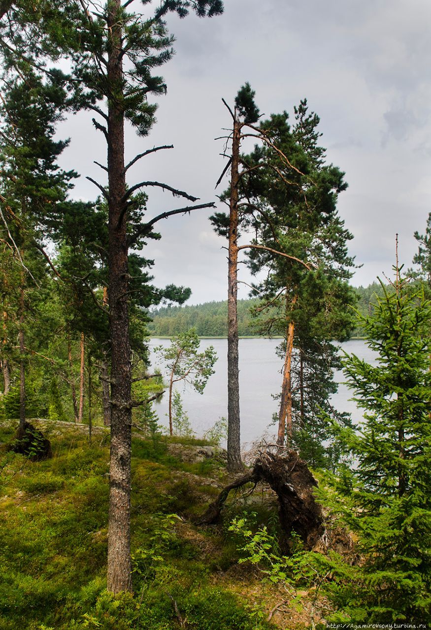 Озеро Ястребиное и его окрестности. Карелия, лето 2016.