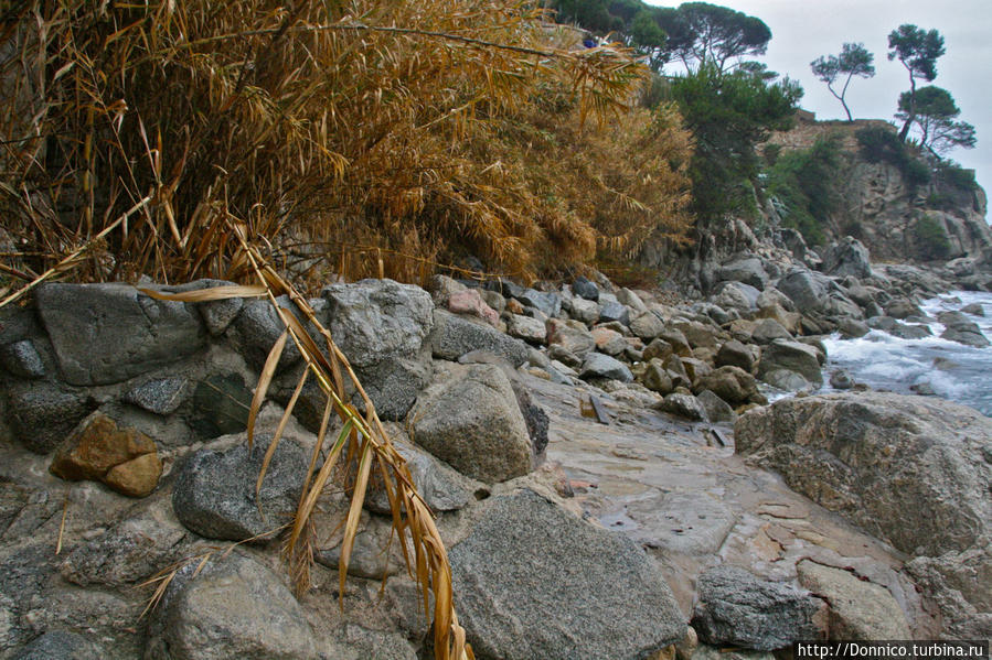 От иногда достигает 5-метровой высоты превращая берега вот в такие заросли... Плайя-д-Аро, Испания