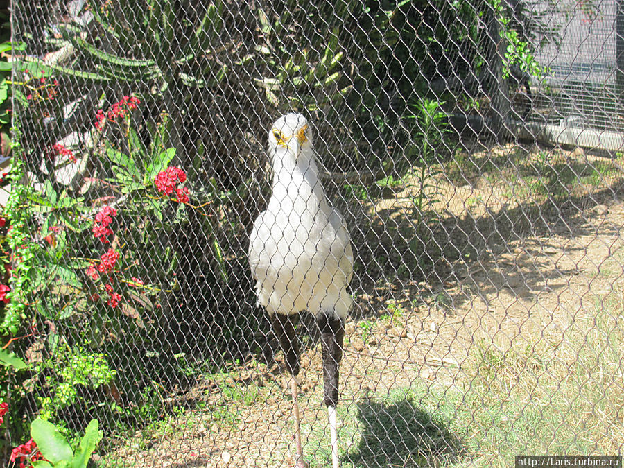 Птица — секретарь Птица — секретарь