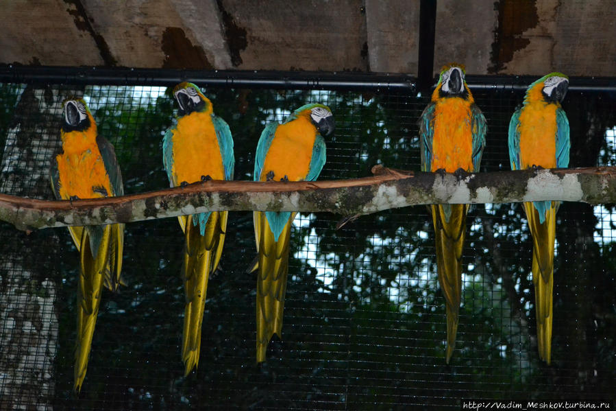 Попугаи ара в Парке Птиц в Игуасу. Игуасу национальный парк (Бразилия), Бразилия