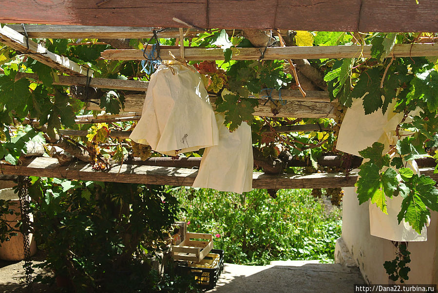 Виноград заботливо прячут от солнца Остров Тенерифе, Испания