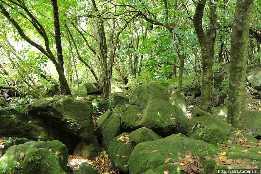 Cathedral Cove Walk Cathedral Cove Walk