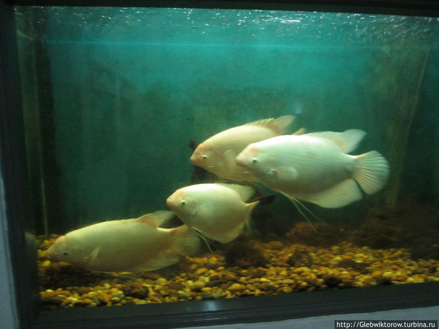 Aquarium Сакон-Накхон, Таиланд