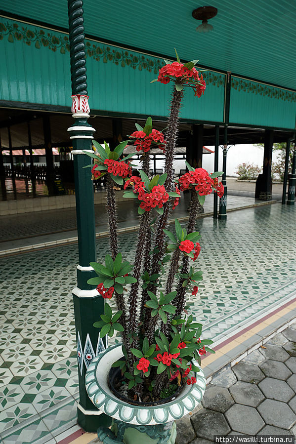 Цветёт кактус. Дворец султана. Джокьякарта. Ява, Индонезия