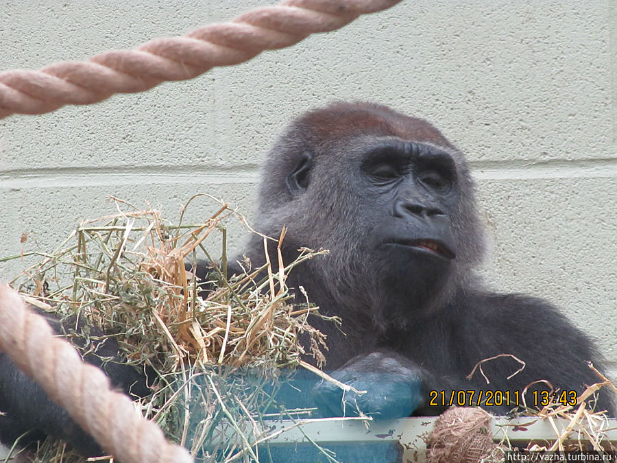 Горила носит видовое название в честь Немецкого офицера Фридриха Роберта Веринге он первый обнаружил животное в горах Верунга.Вид обитает в горах Руанды,Уганды и Демократической республики Конго. Горила носит видовое название в честь Немецкого офицера Фридриха Роберта Веринге он первый обнаружил животное в горах Верунга.Вид обитает в горах Руанды,Уганды и Демократической республики Конго.