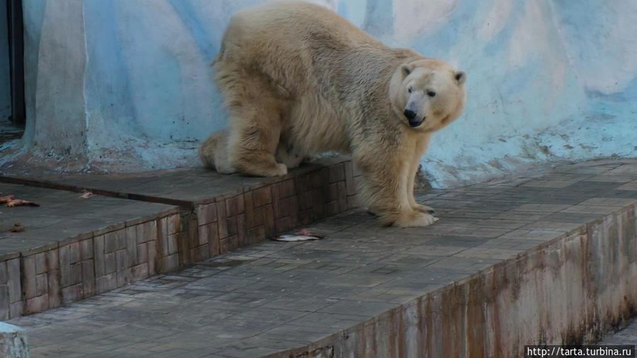 Маленькое «чудо» в Новосибирском зоопарке Новосибирск, Россия