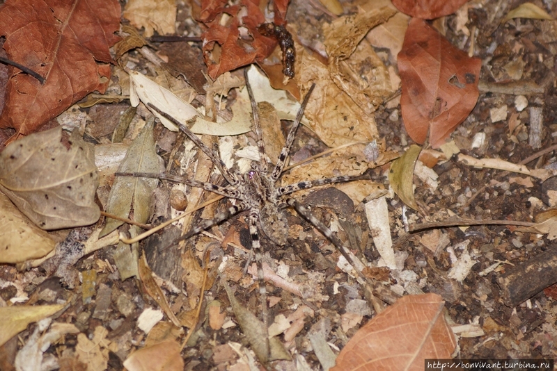 Паука видите? Киринди Митеа Национальный Парк, Мадагаскар