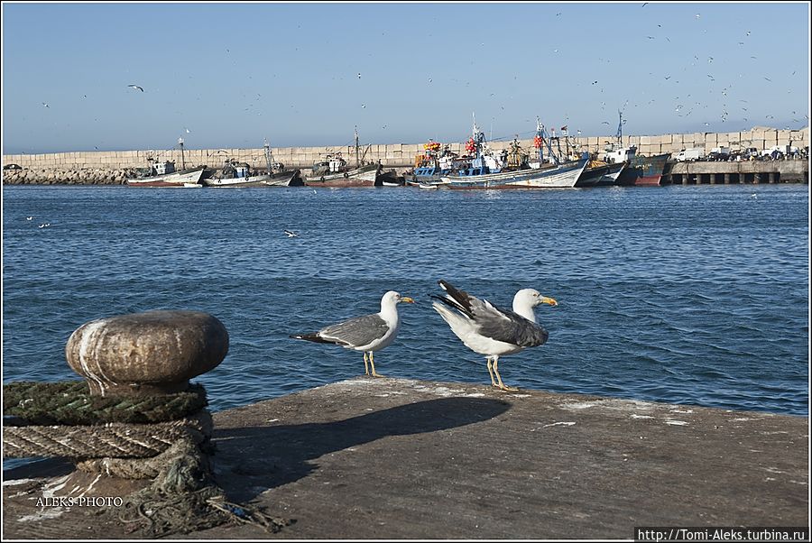 Чайки и рыба — понятия нераздельные. Там где ловят рыбу, всегда много чаек. И зачастую они очень жирные...
* Агадир, Марокко