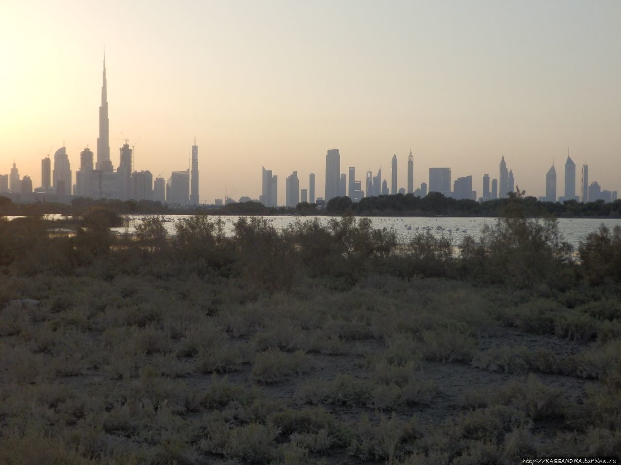 Дубай. Розовый фламинго в  Рас-аль-Хоре Дубай, ОАЭ