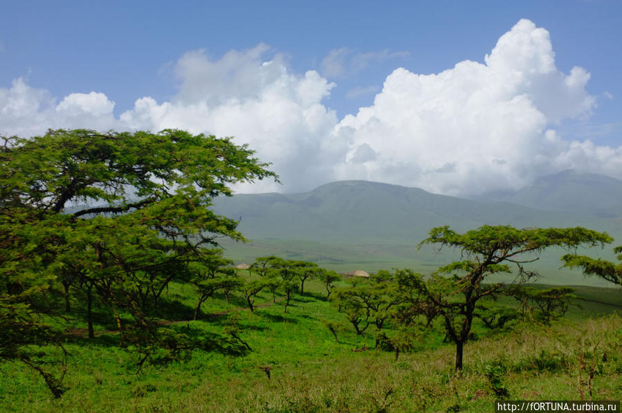 Вот так они  и жили... Нгоронгоро (заповедник в кратере вулкана), Танзания