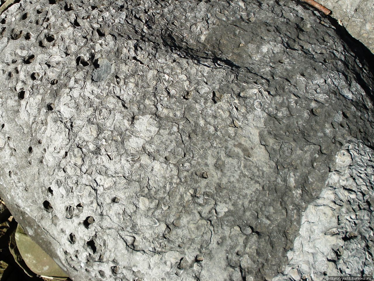 Аммонит совсем не виден. Аммонит совсем не виден.