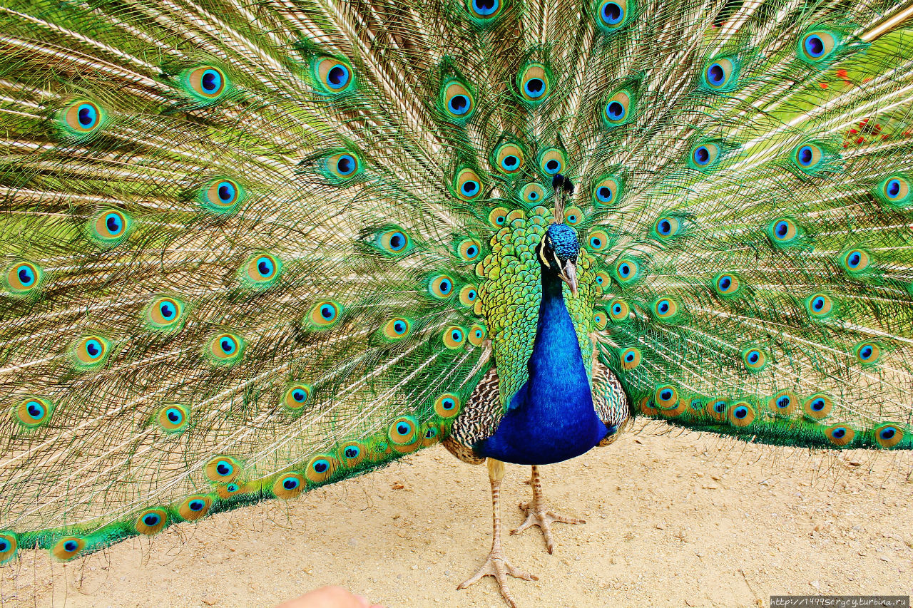 Такие разные птицы Чехия Такие разные птицы Чехия