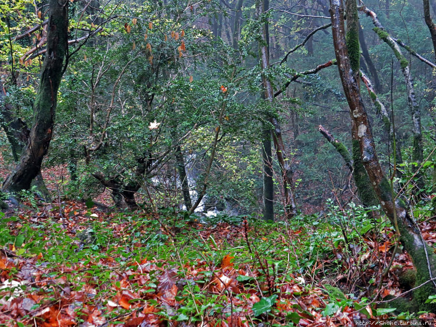 Сатаплия заповедник Сатаплия Природный Парк, Грузия