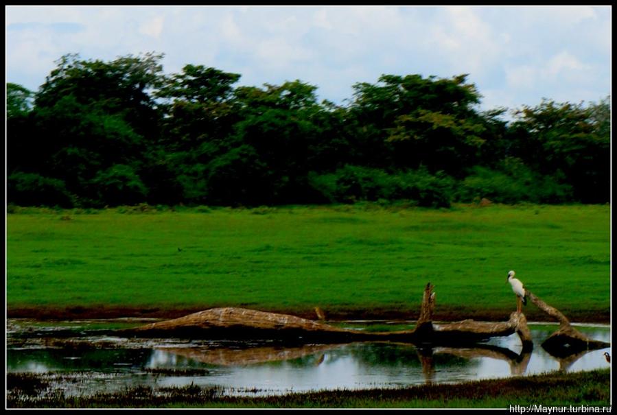 Увидеть  дикого  слона  и остаться  в  живых... Полоннарува, Шри-Ланка