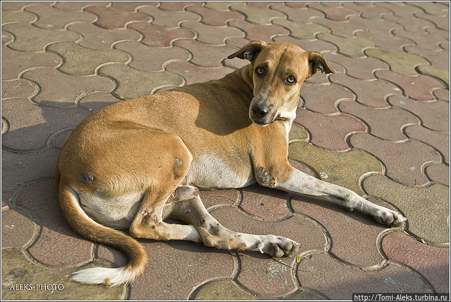 У собак здесь своя неспешная жизнь...
* Мумбаи, Индия