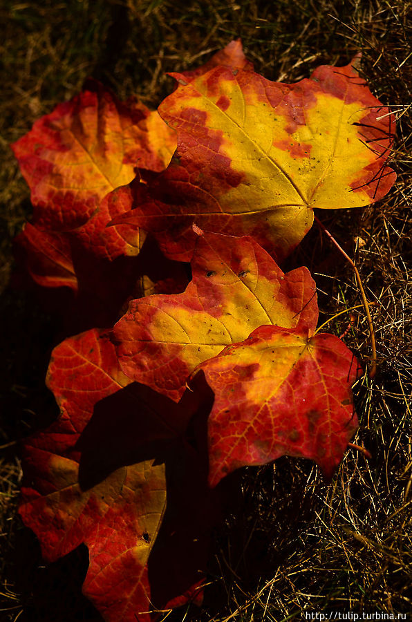 Мне показался необычным рисунок при смене листьями цвета. Опавшие листья были с жёлтой серединкой и красным ободком по краю. Штат Миннесота, CША