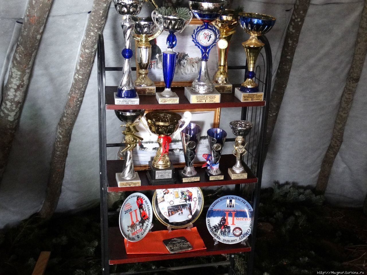 Спортивные трофеи. Два раза в год на Сахалине проводятся соревнования ездовых собак — летом и зимой. Южно-Сахалинск, Россия