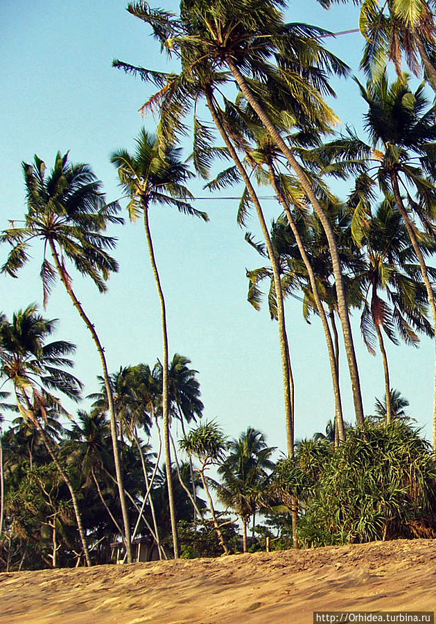 Шри-Ланка. Воспоминания о тепле, море, солнце и пальмах Калутара, Шри-Ланка
