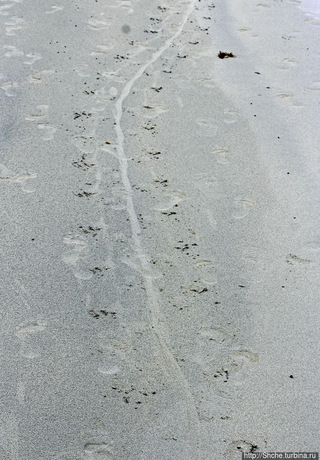 Playa Brava — километр чистейшего песка для морских игуан Пуэрто-Айора, остров Санта-Крус, Эквадор
