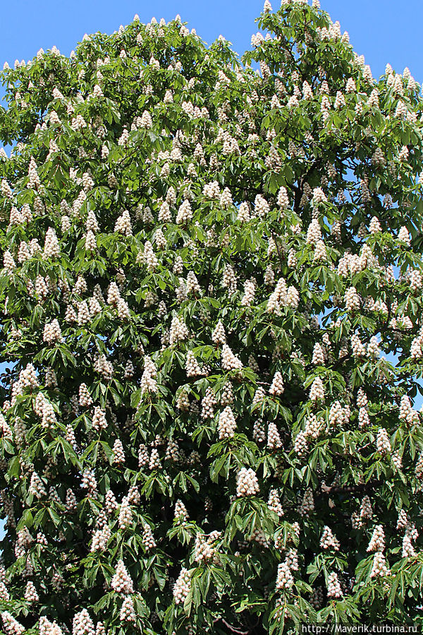 Майский Будапешт буквально утопает в цветущих каштанах. Майский Будапешт буквально утопает в цветущих каштанах.
