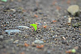 маленький муравей-листорез прокладывает себе дорогу меж собратьев