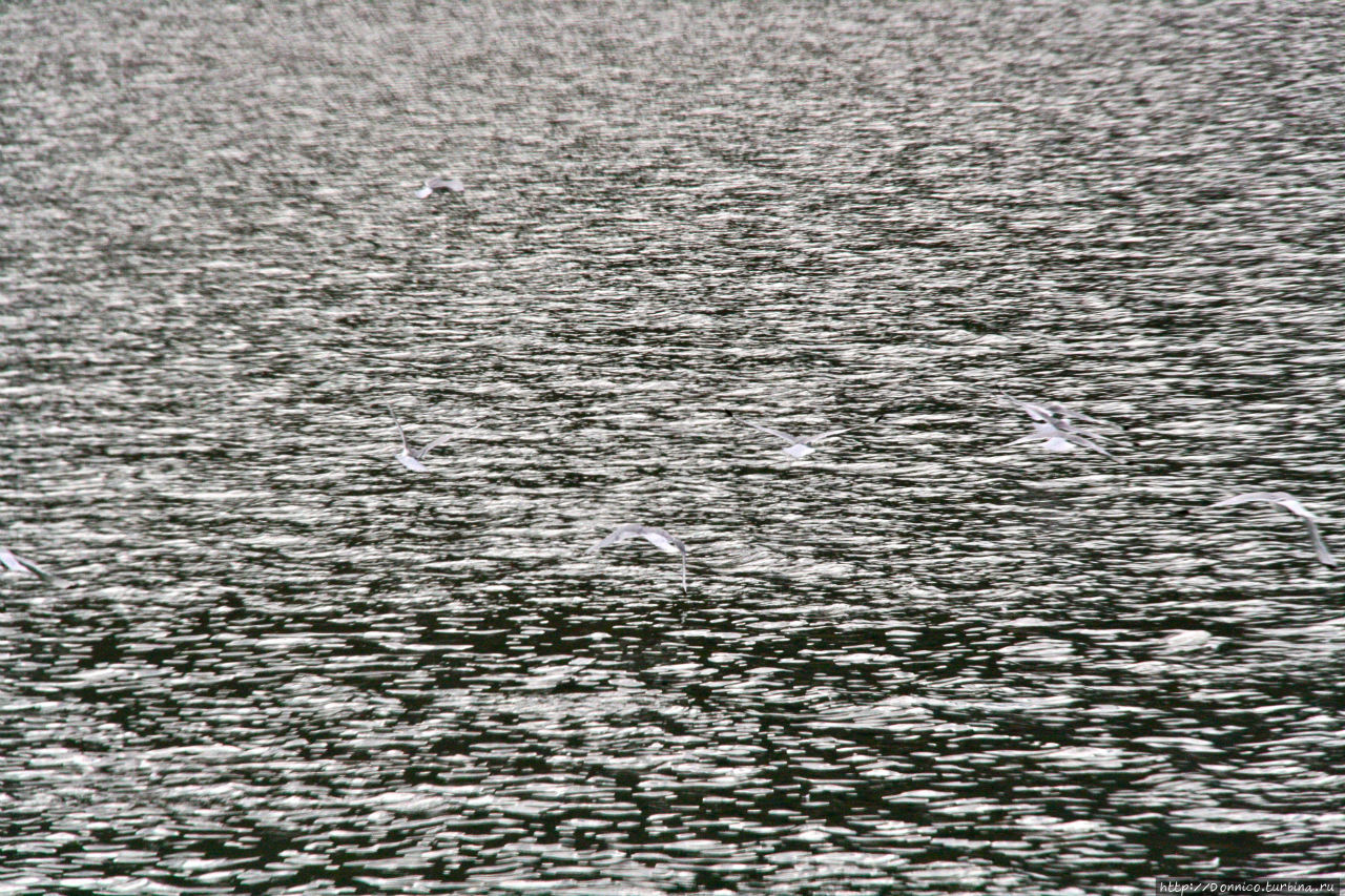 кто видит здесь птиц? Нордре Исфьорден Национальный Парк, Свальбард