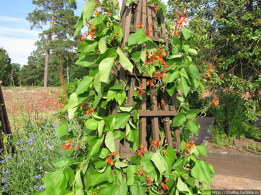 Фасоль на опоре. Фасоль на опоре.