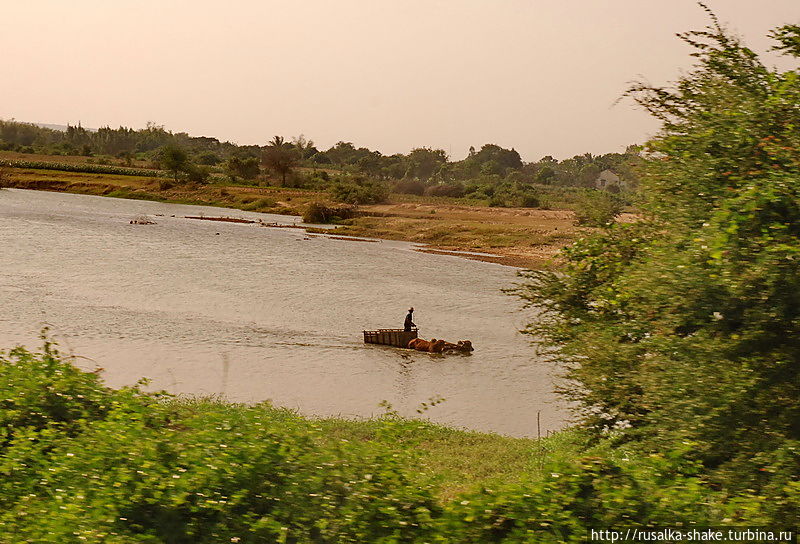 На буйволах вброд На буйволах вброд