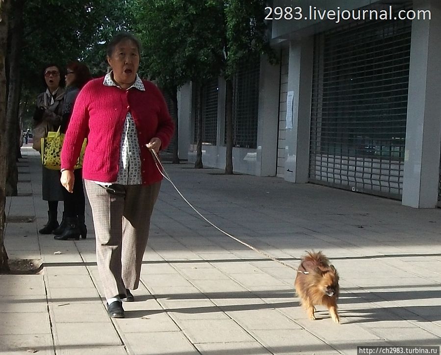 Пенсионерка гуляет с собачонкой. Китай