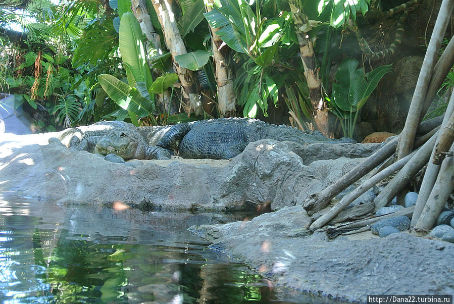 Часть 6. Лоро Парк как гормон счастья Остров Тенерифе, Испания Часть 6. Лоро Парк как гормон счастья Остров Тенерифе, Испания
