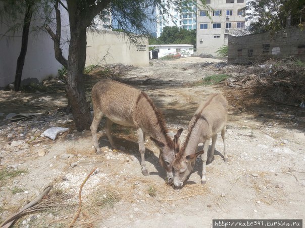 Как страшно, когда сбываются мечты Санта-Марта, Колумбия Как страшно, когда сбываются мечты Санта-Марта, Колумбия