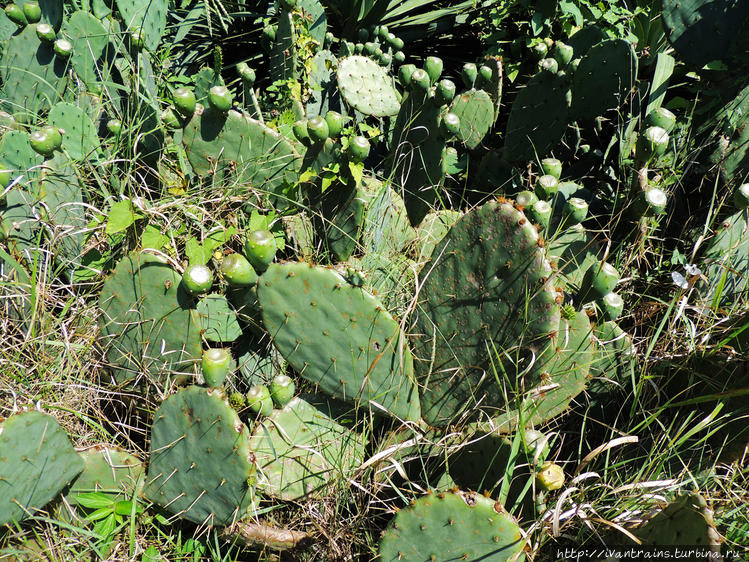 Кактусы на Кипарисовой ал Кактусы на Кипарисовой ал