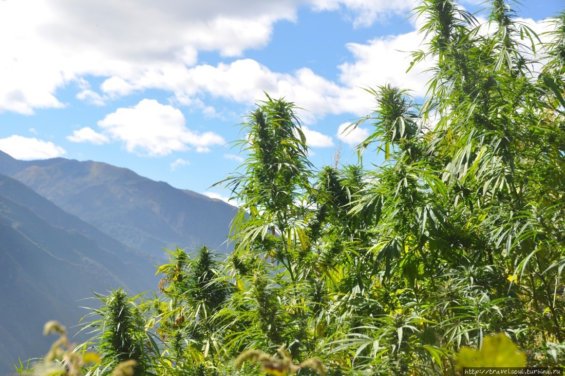 Чайный тур в Китай Провинция Юньнань, Китай Чайный тур в Китай Провинция Юньнань, Китай