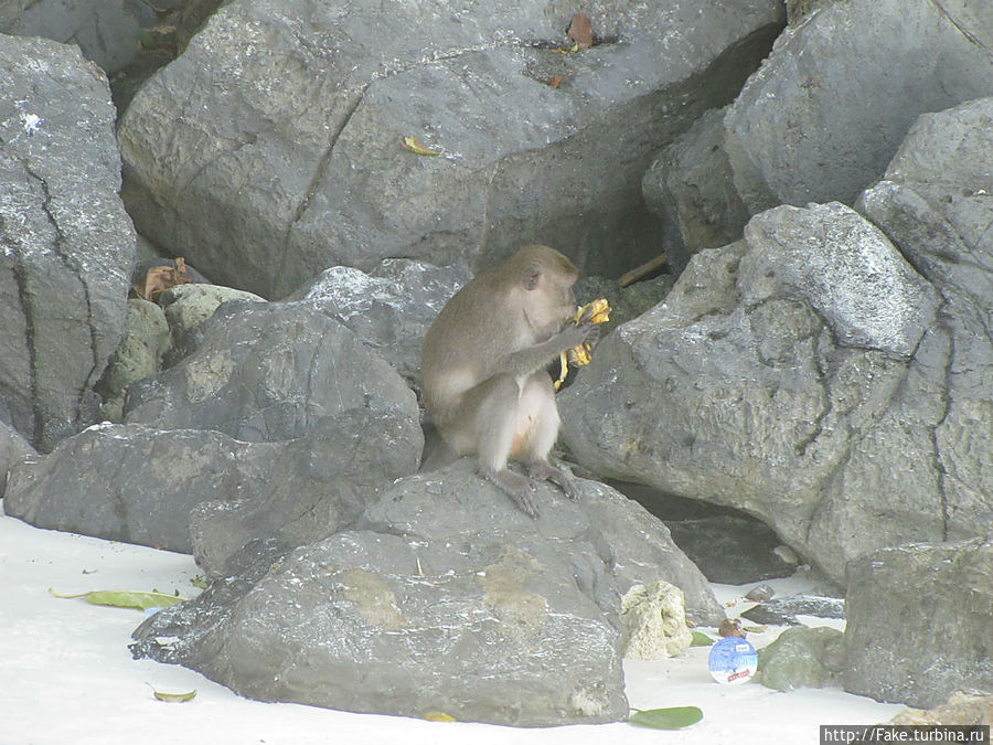 обезьяна на острове обезьян Пхукет, Таиланд