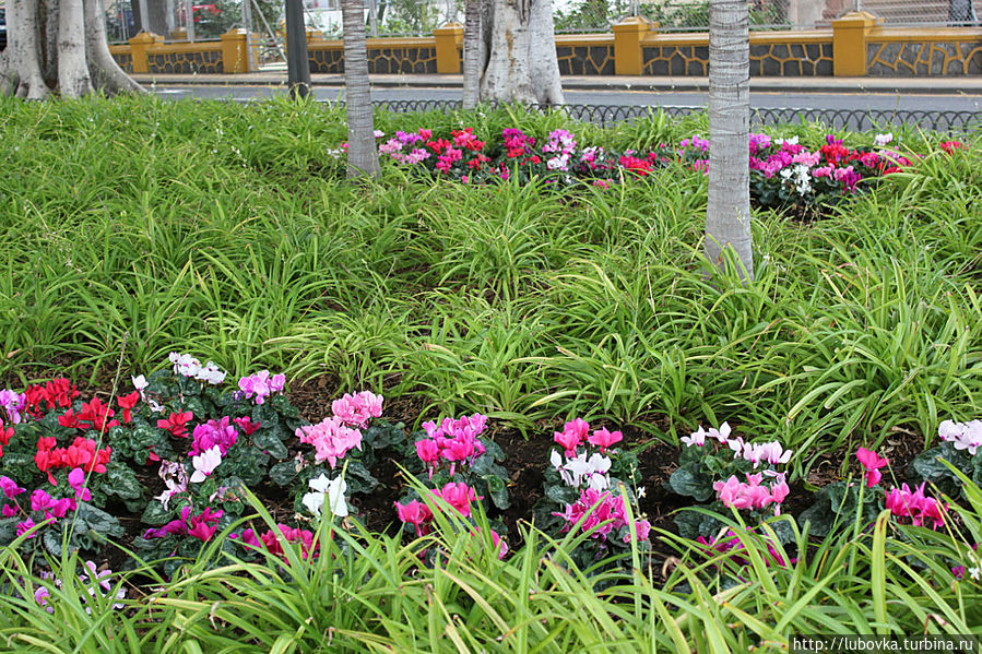 Любопытный вариант озеленения улиц цикламеными. Для нас цикламен это только комнатный вариант. Любопытный вариант озеленения улиц цикламеными. Для нас цикламен это только комнатный вариант.