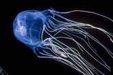Ядовитая медуза морская оса