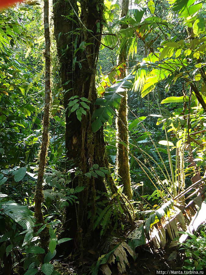 АмаЗоонико — центр спасения животных в Амазонии Тена, Эквадор АмаЗоонико — центр спасения животных в Амазонии Тена, Эквадор