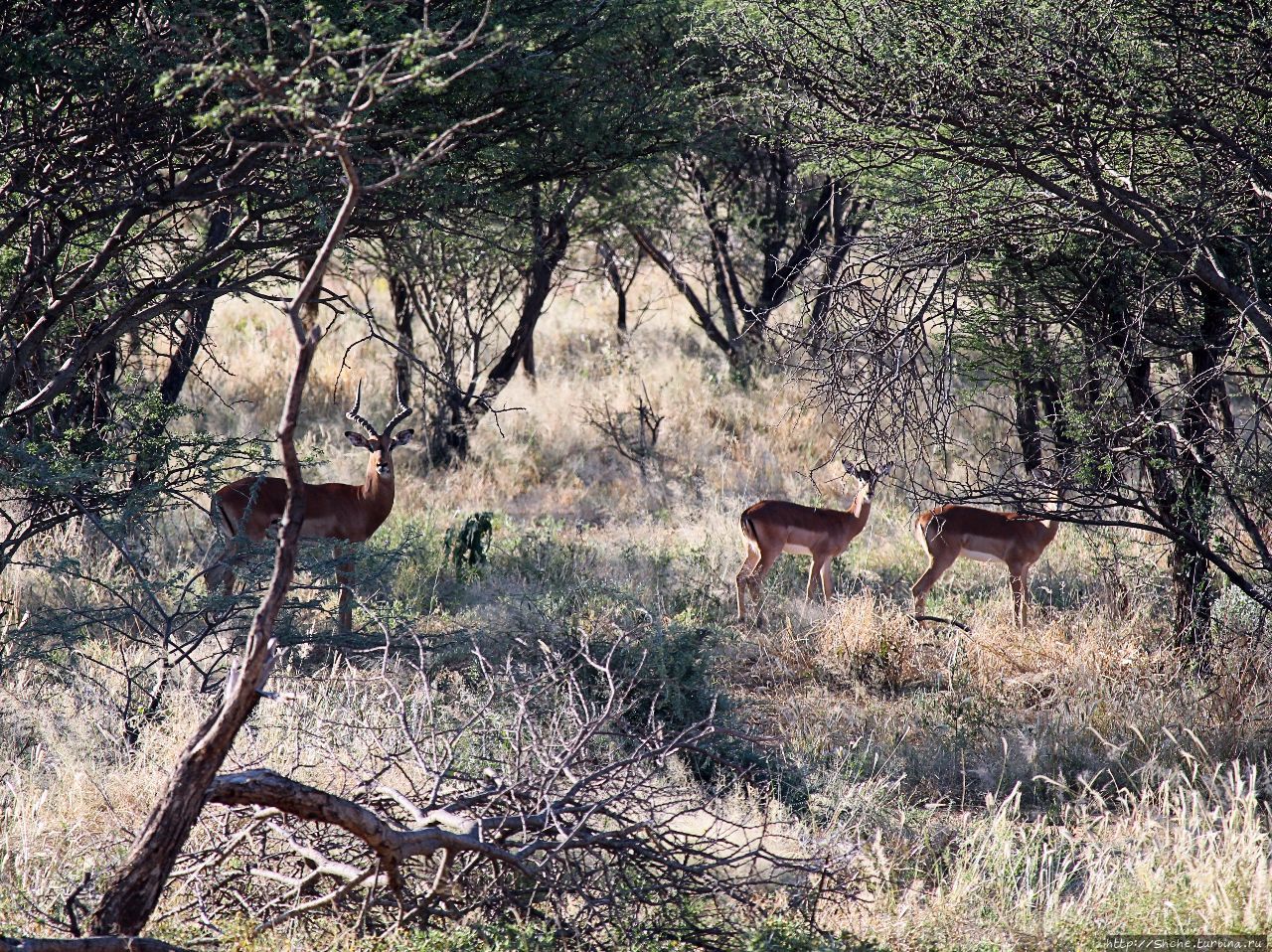 Старый лев борозды не испортит Эринди-Прайвет-Гейм заповедник, Намибия