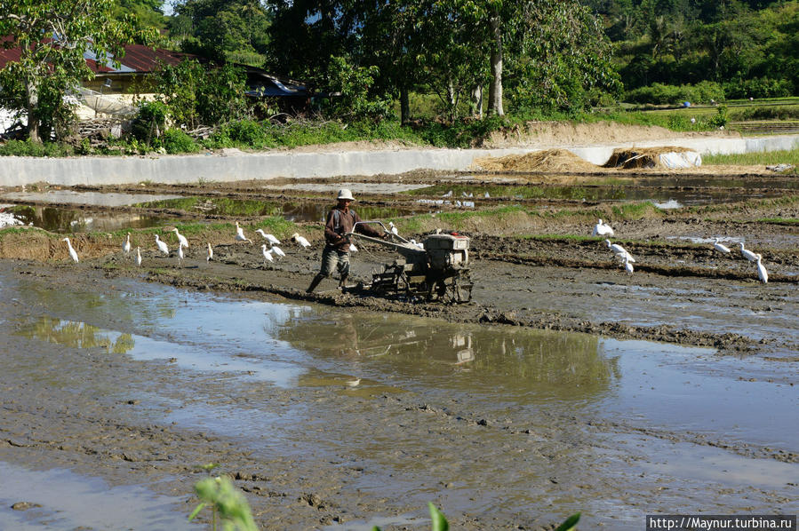 Идет   обработка   поля   под   посадку   риса , Медан, Индонезия