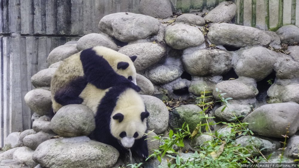 Панды в городе и китайский поезд Чэнду, Китай Панды в городе и китайский поезд Чэнду, Китай