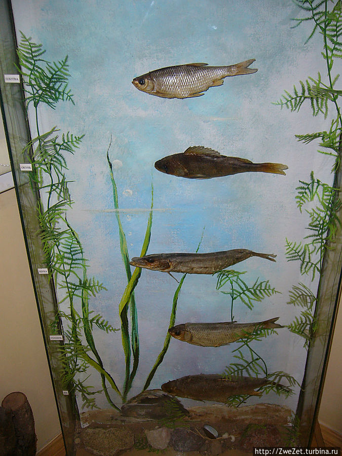 Рыбная фауна, населяющая водоемы Псковской области Рыбная фауна, населяющая водоемы Псковской области