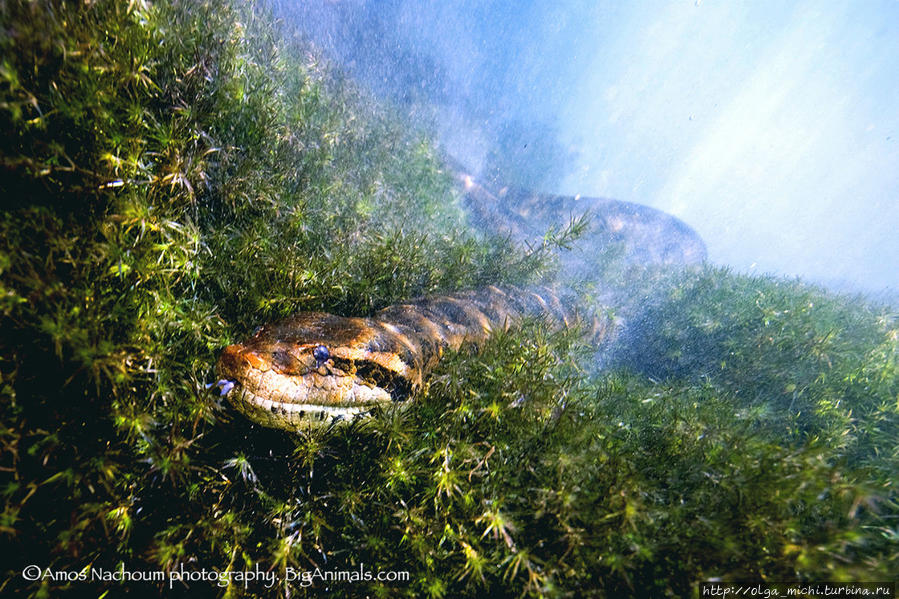 Амос Нахум Амос Нахум