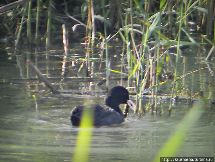 Лысуха Лысуха