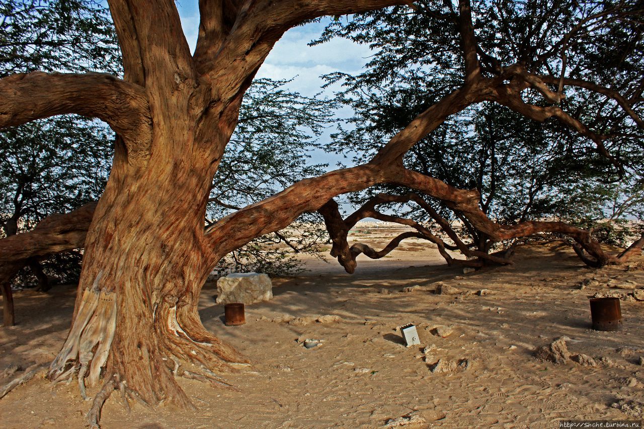 Дерево жизни (Шаджарат-аль-Хаят) Джав, Бахрейн